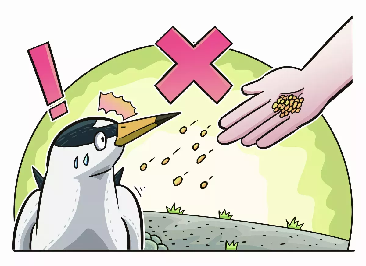 迷你嬌客小燕鷗