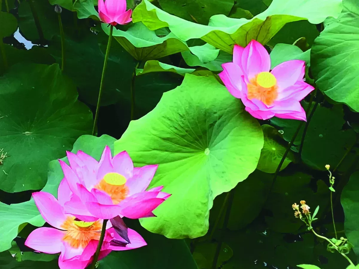 出淤泥而不染 佛光山蓮花盛開
