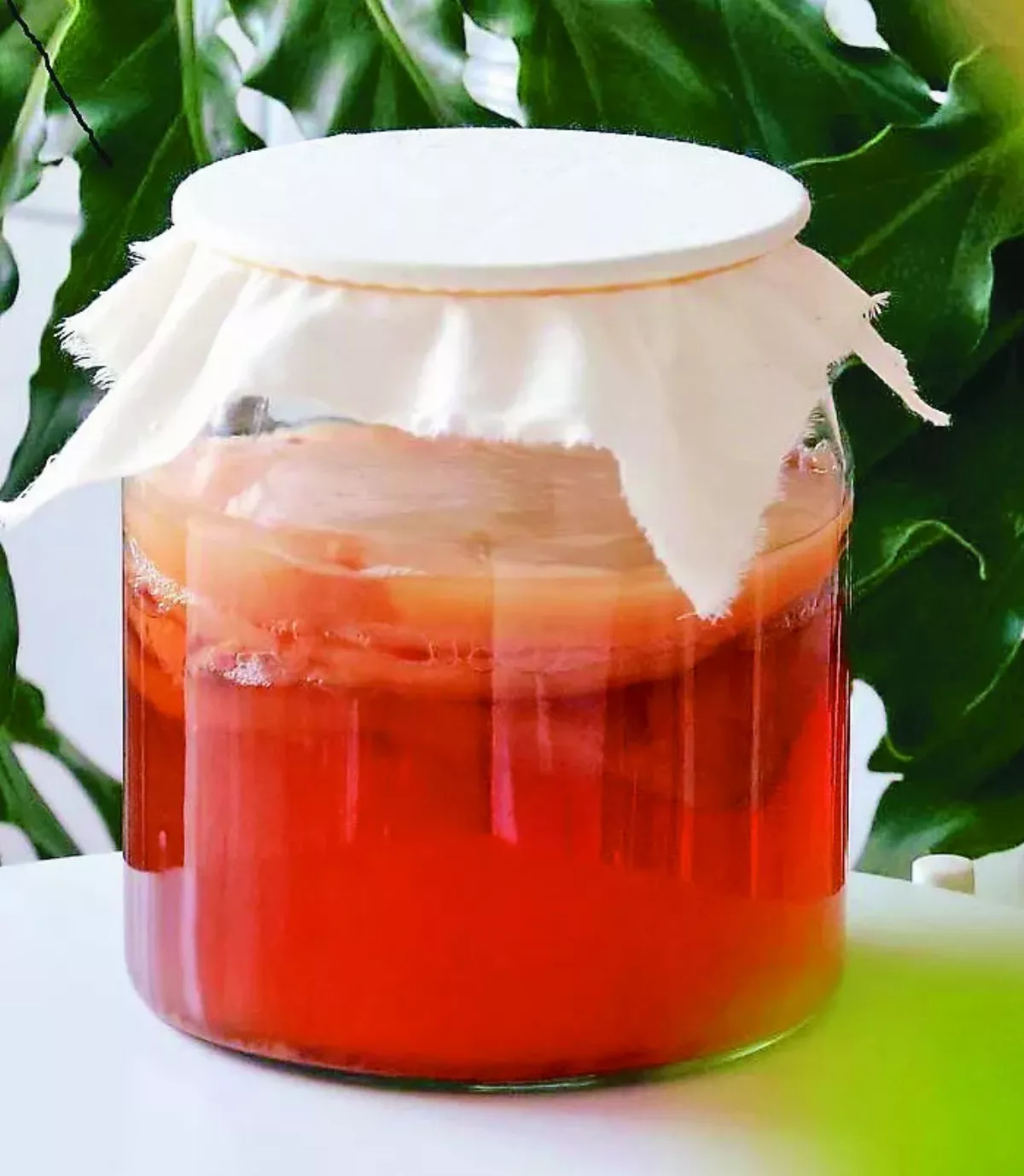 【立夏節氣 0506~0521】一起來做康普茶