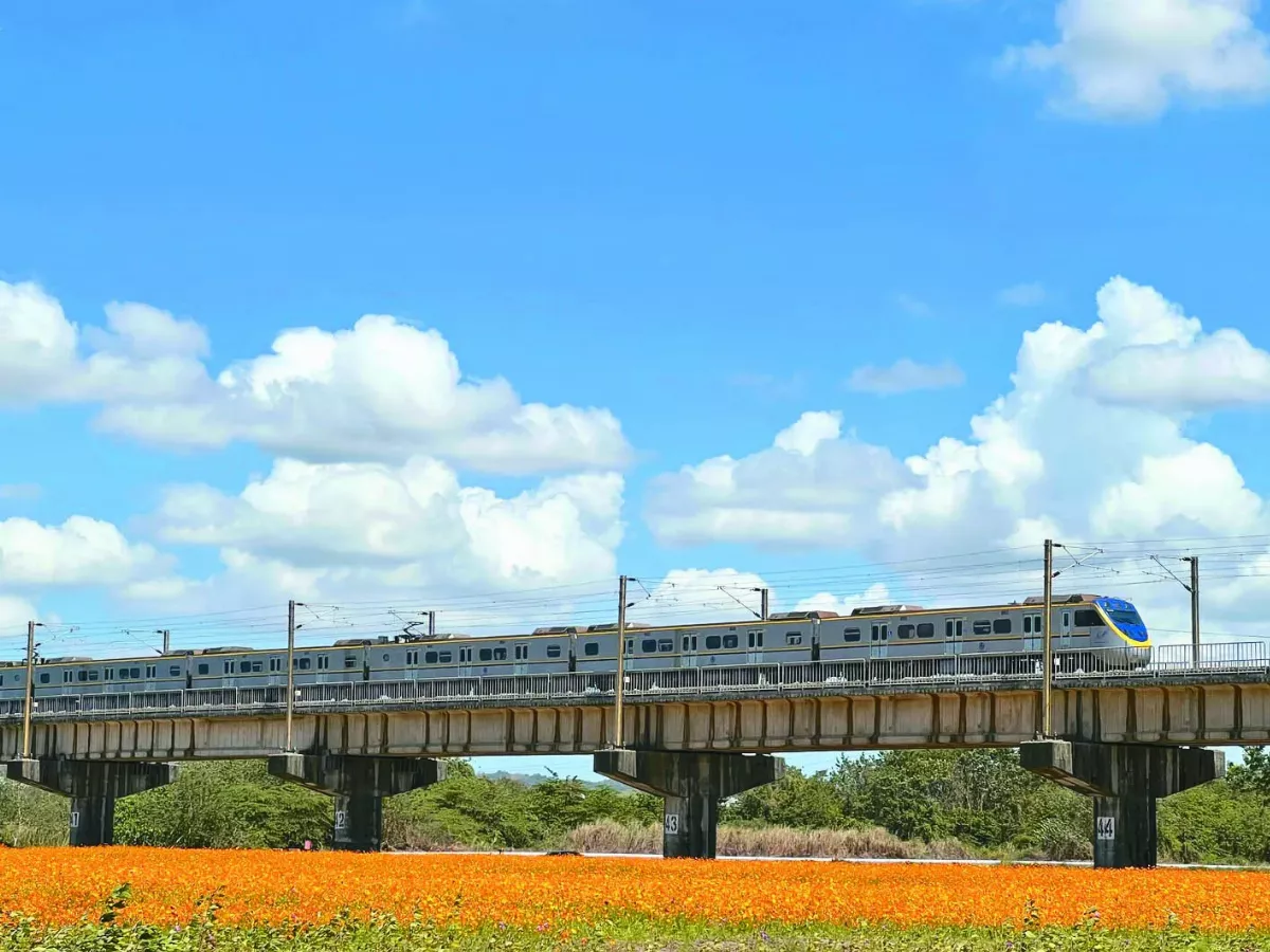 高屏溪畔 橘黃花毯