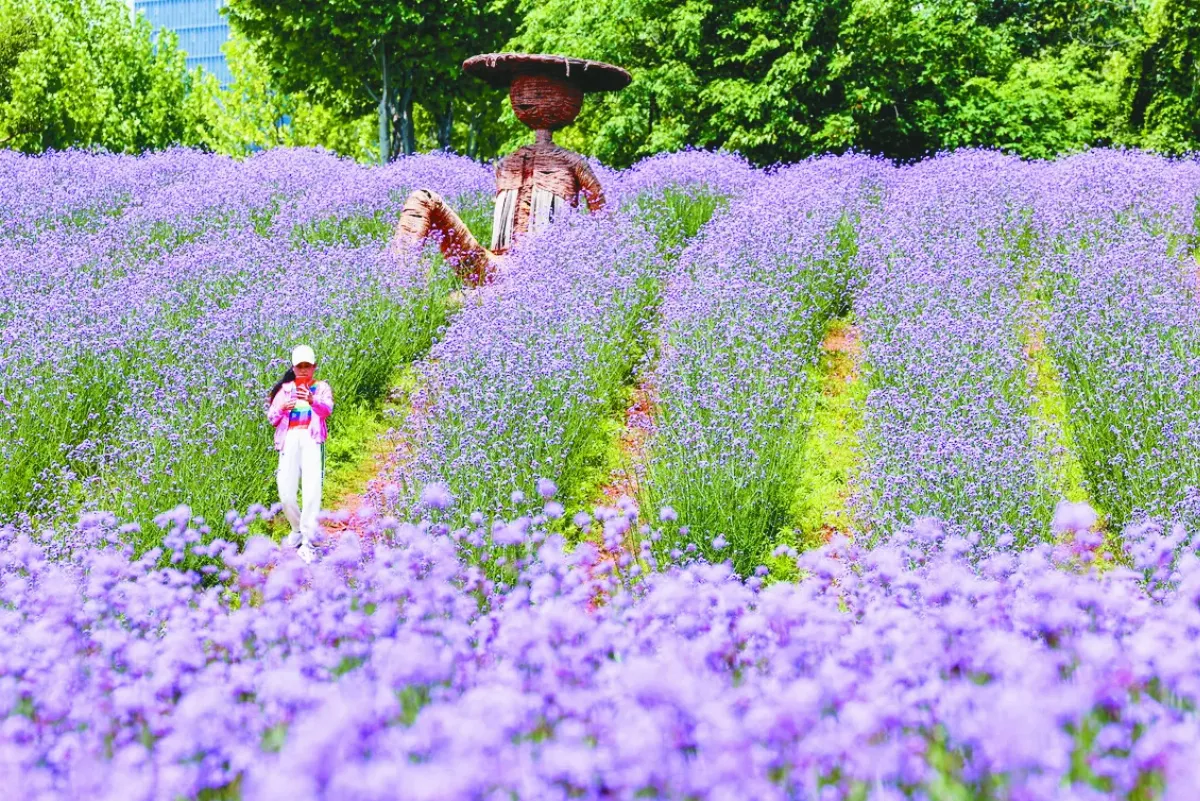 湖北武漢  紫色花海惹人醉