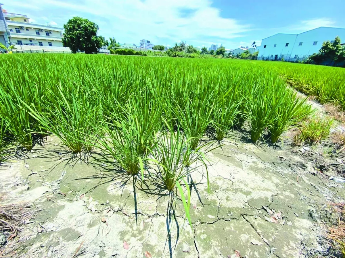 立夏台南飆破40℃ 今年最高溫 