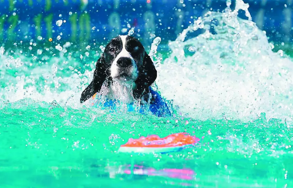 狗狗潛水
