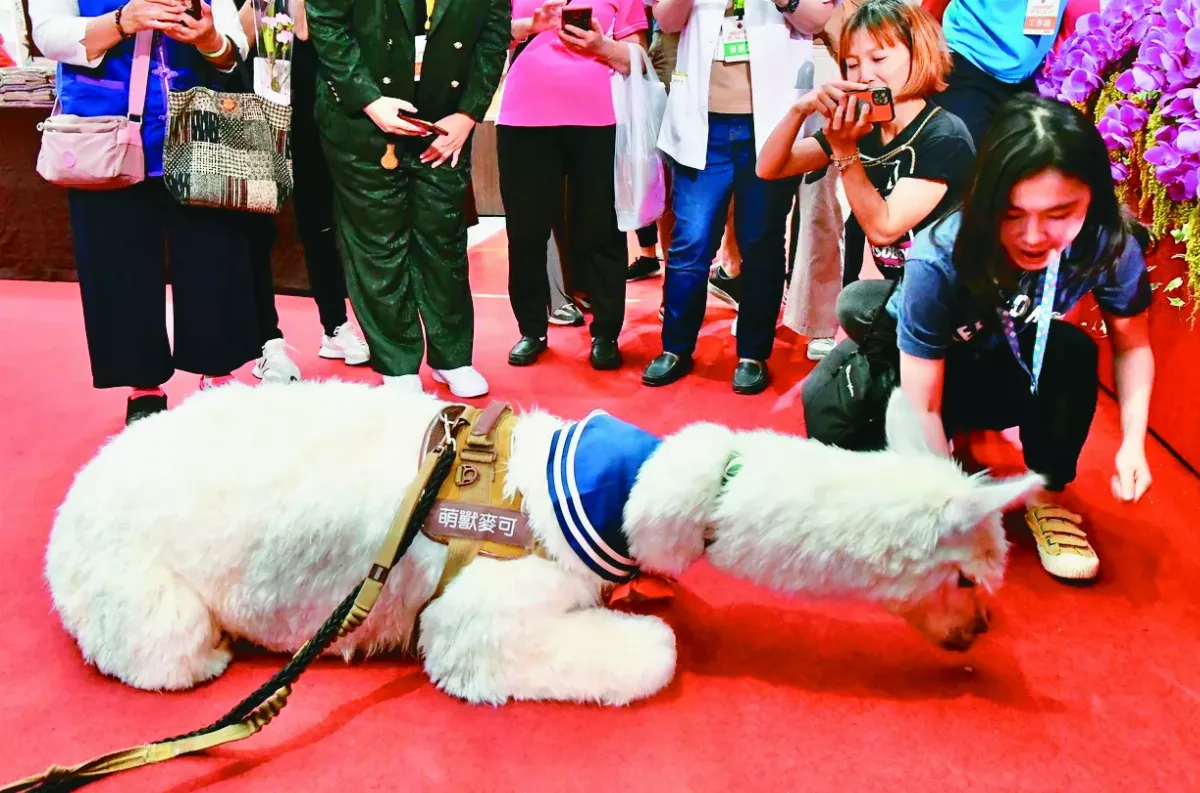 羊駝伏地禮佛  萌獸有靈性