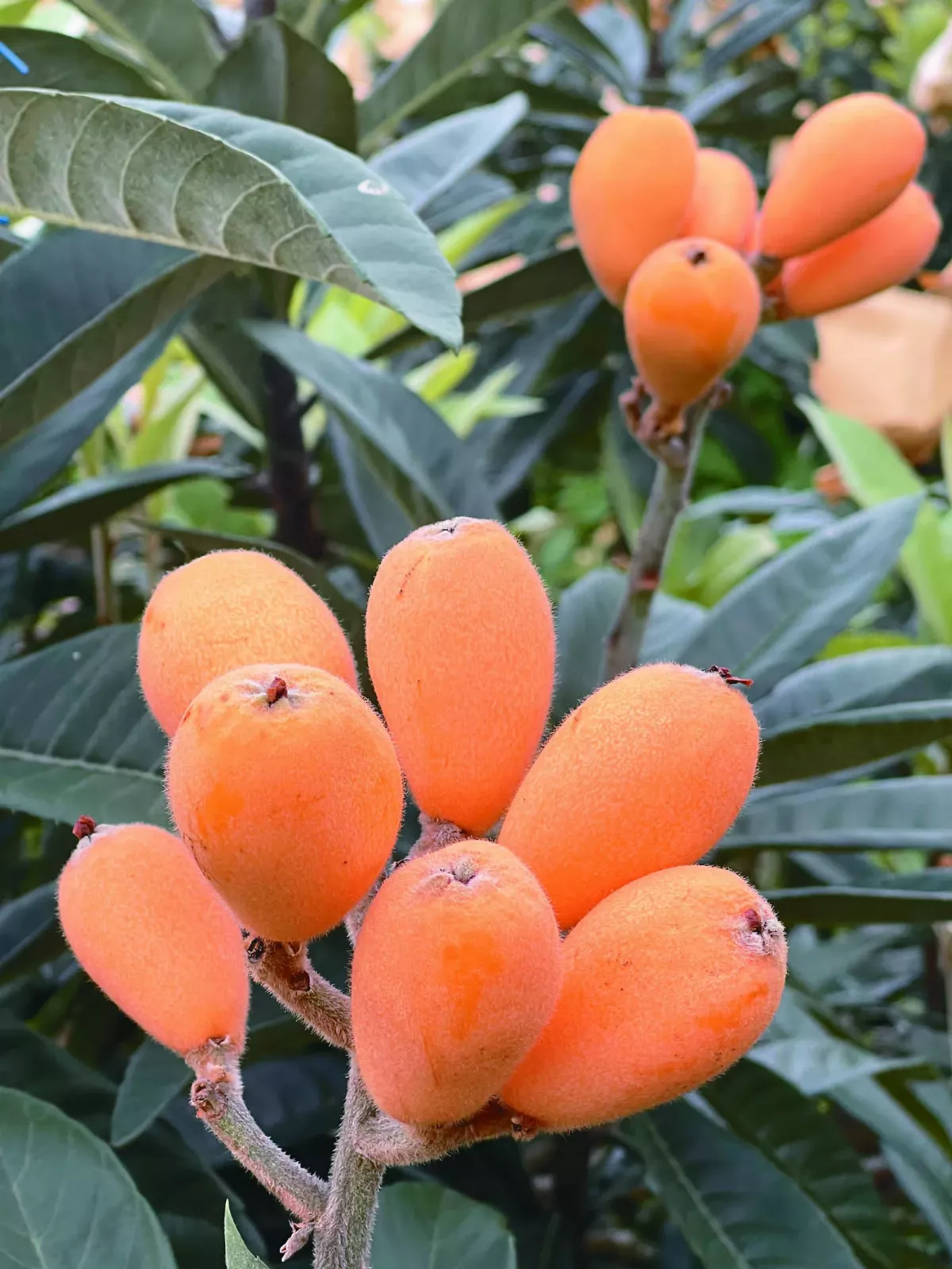 水果出任務 日昇之鄉 枇杷行