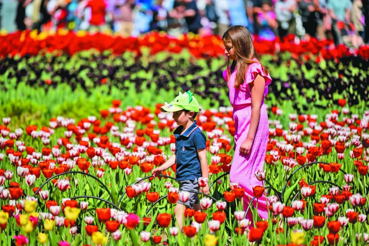 漫步鬱金香花海