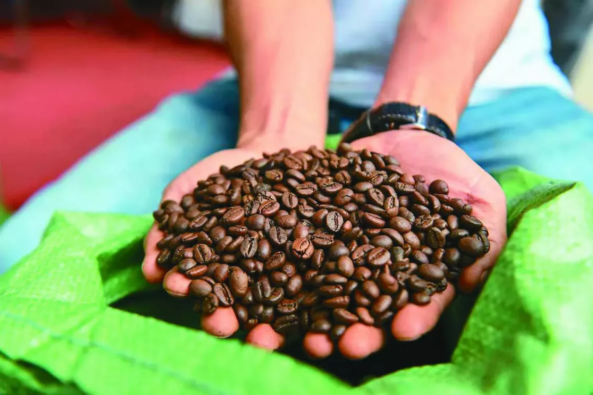 平價咖啡豆供不應求  價格攀 12 年新高