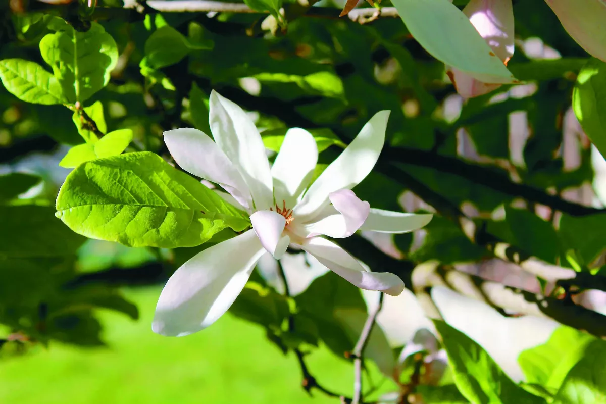 【詩】 今年第一朵玉蘭花