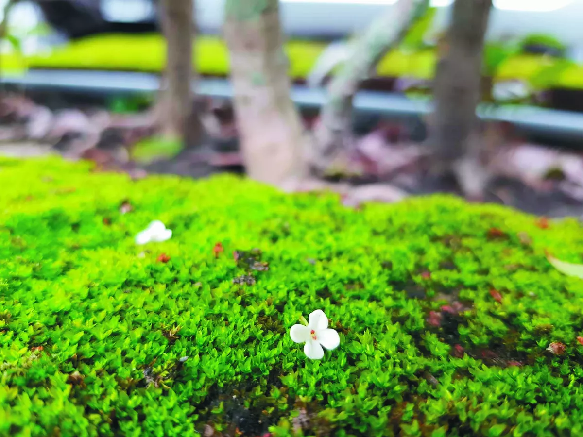 【紅塵禪煙】故鄉