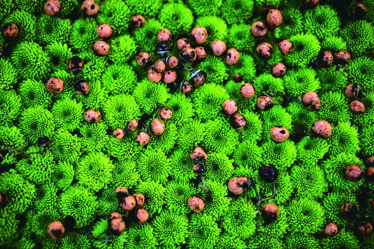 【書頁微光】《不知道的都叫樹》深耕在生命沃土上的植物手記