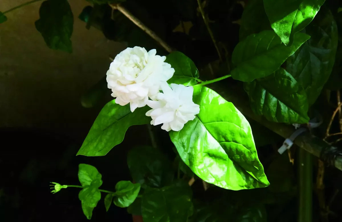 【臆想截圖】茉莉的手牽引著 