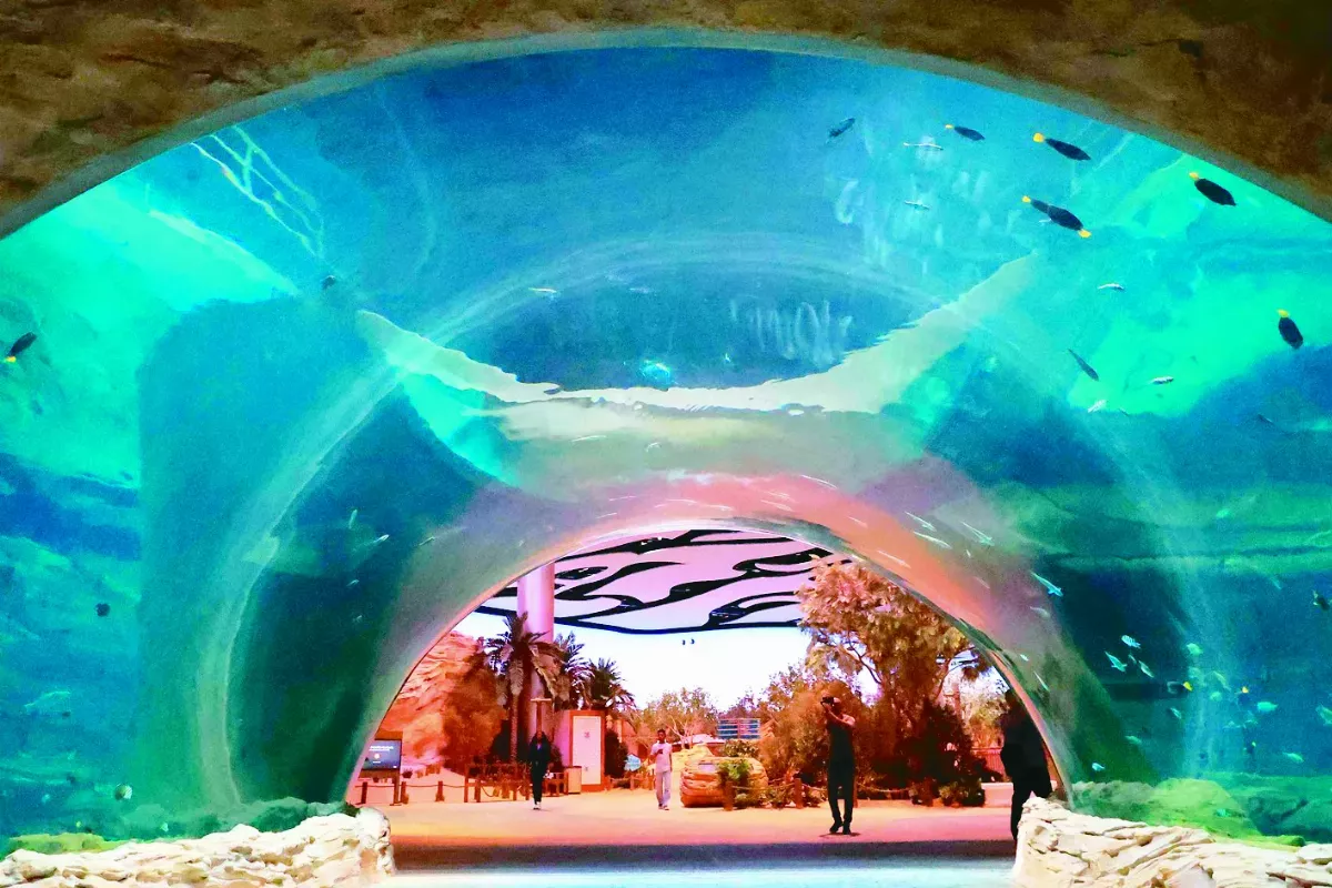 世界最大水族館 在阿布達比