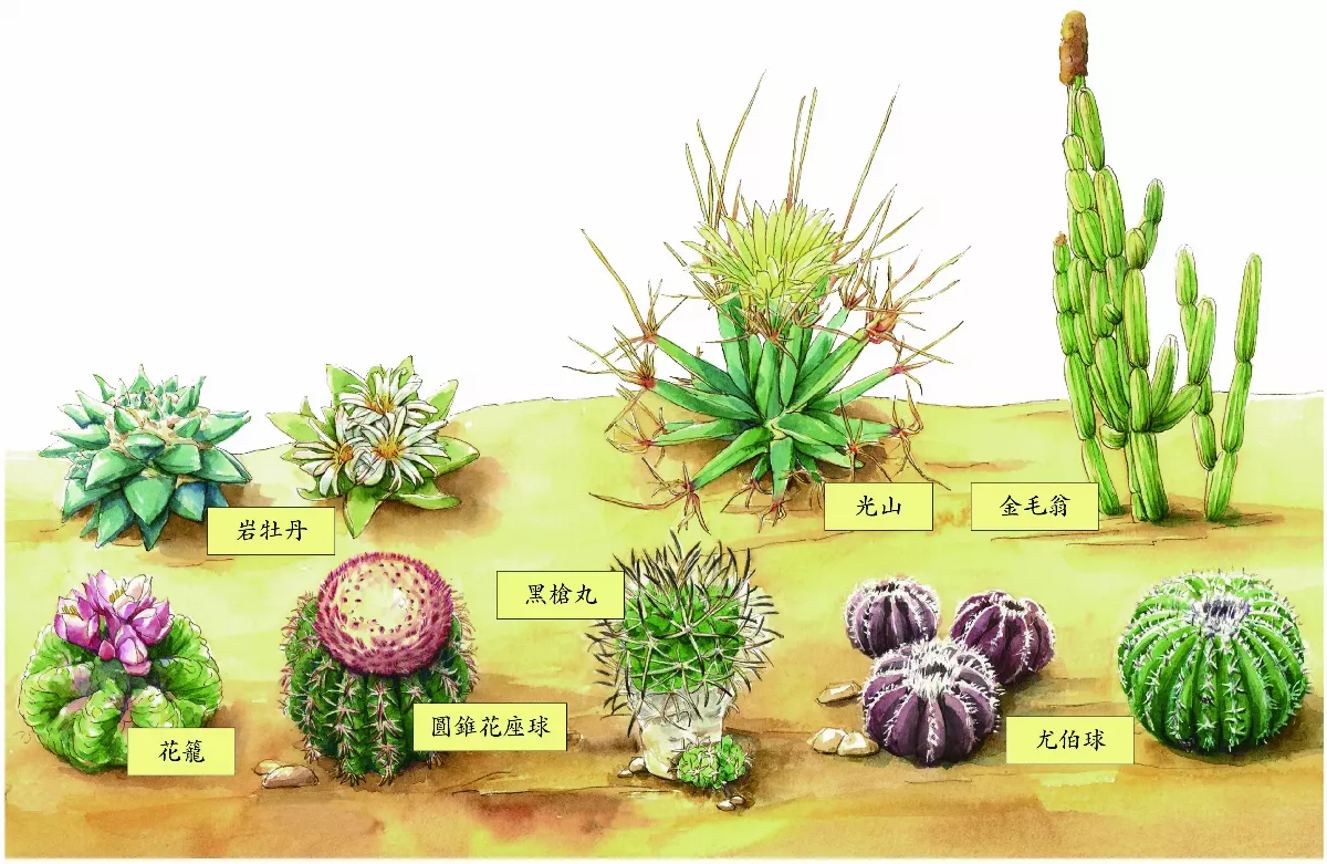 常見 瀕危植物