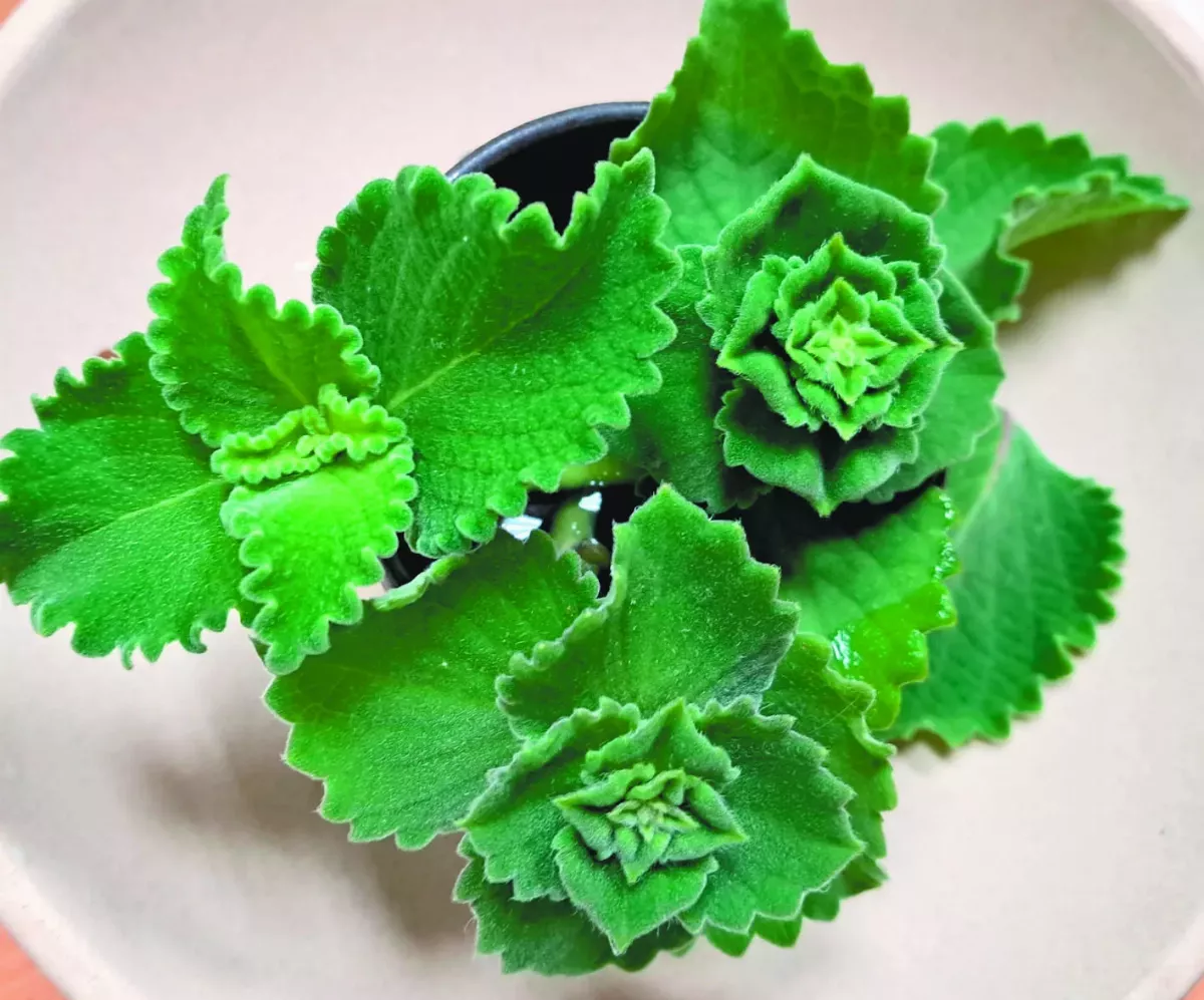【植物筆記】 到手香