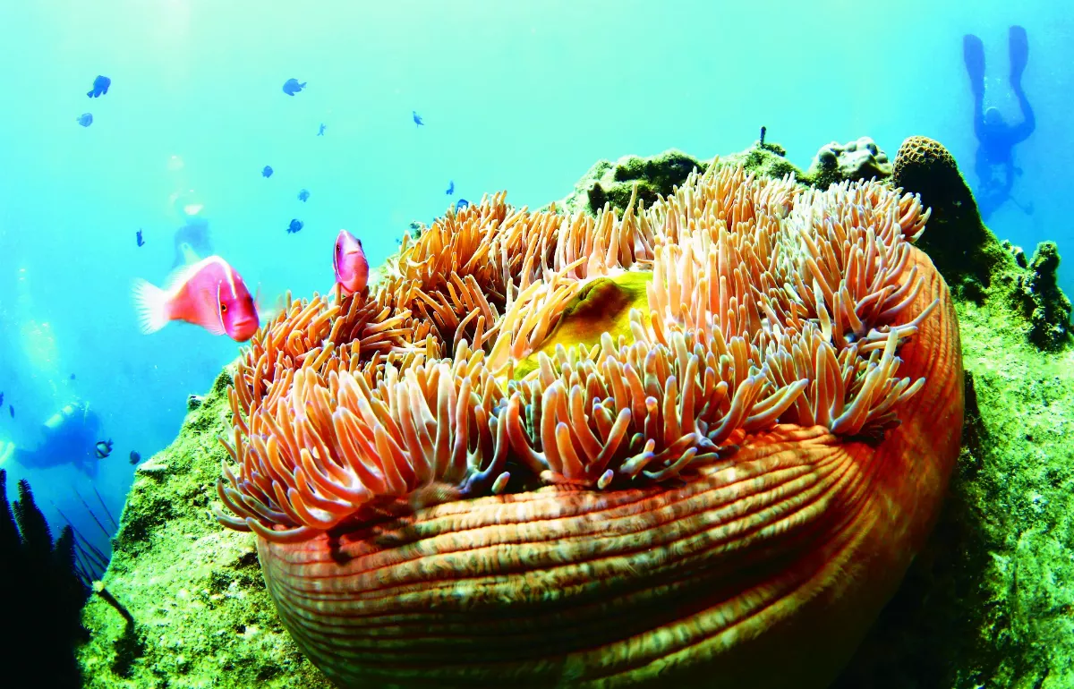 海南海洋牧場 復育生態