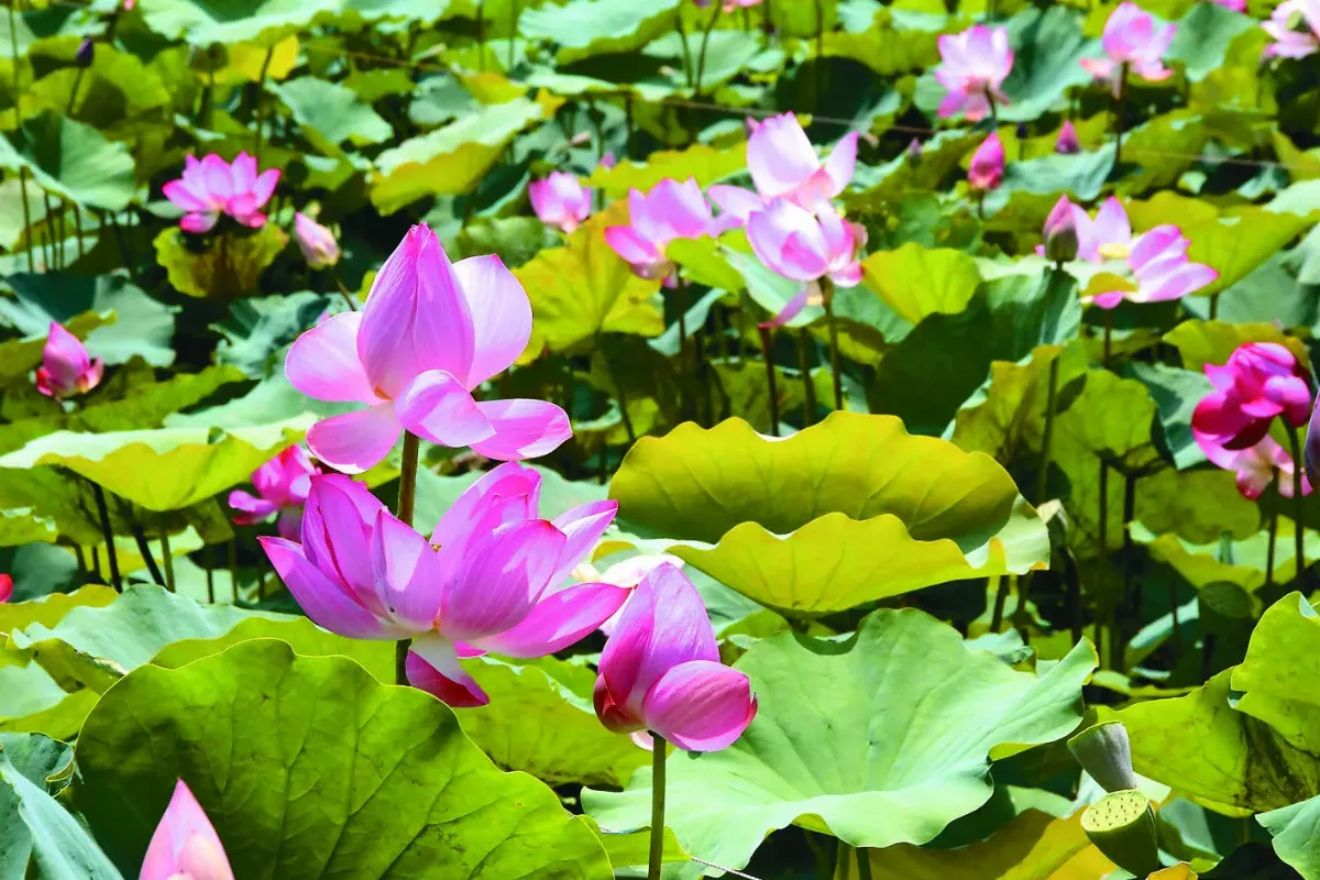 白河蓮花季開跑 賞荷輕旅人氣旺