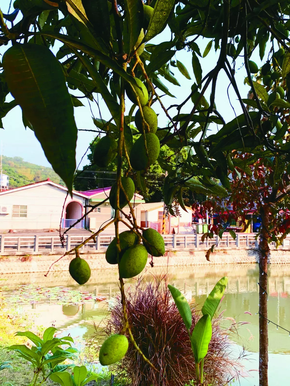 【拾光寶盒】芒果的滋味