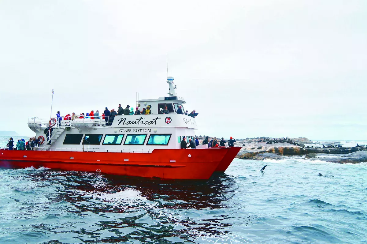 南非海豹島 蛻皮惹危機