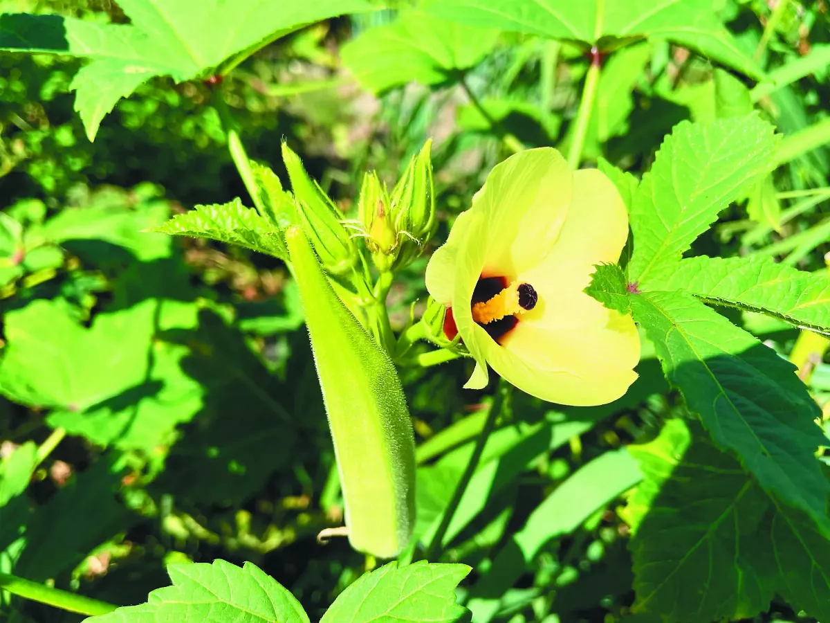 【生活快門】秋葵開花好風情