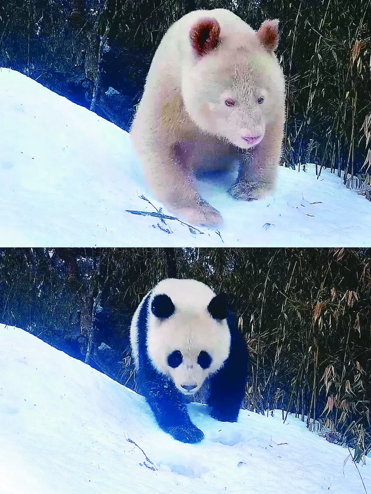 沒有黑眼圈的貓熊