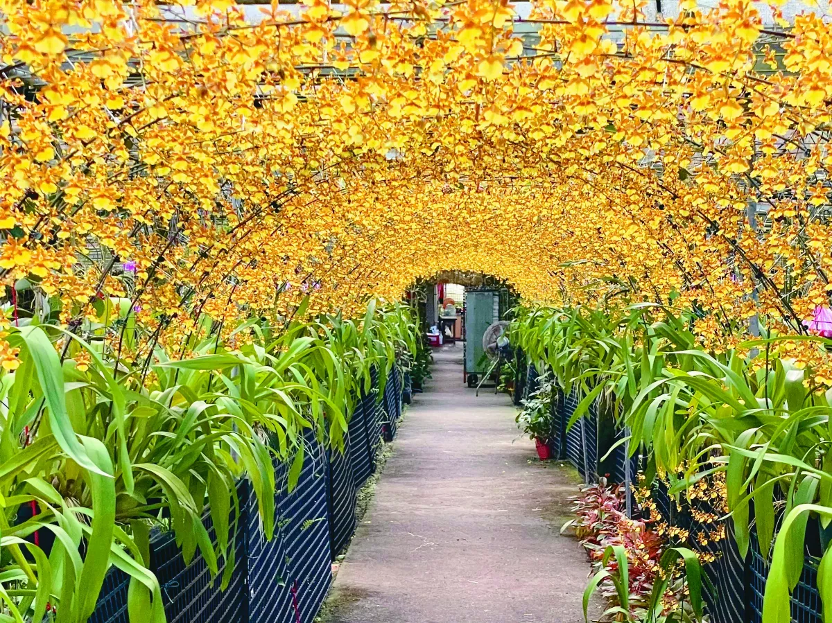 宜蘭黃金隧道  文心蘭在跳舞