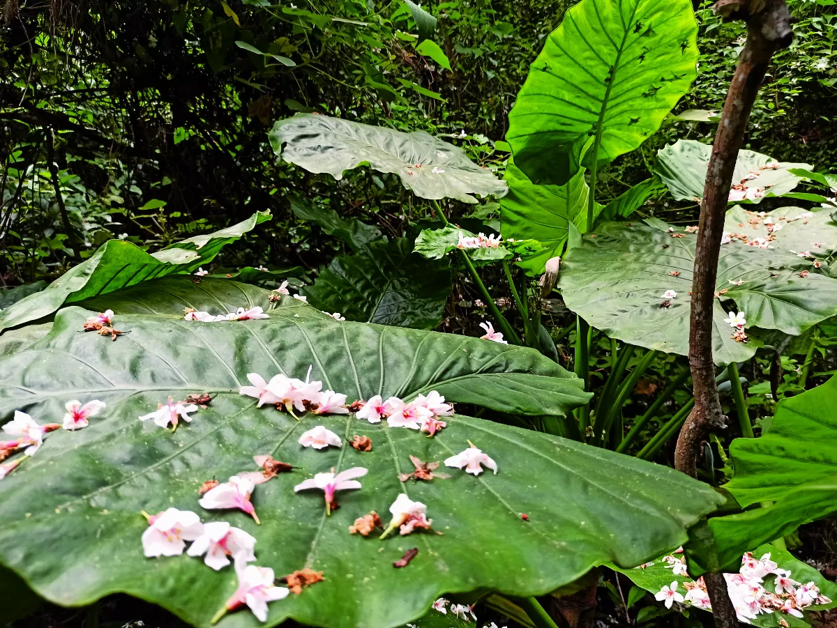 【生命畫語】油桐花開花落