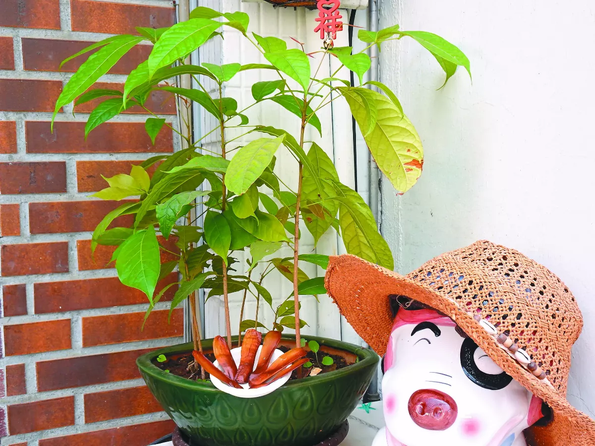 大樹小栽