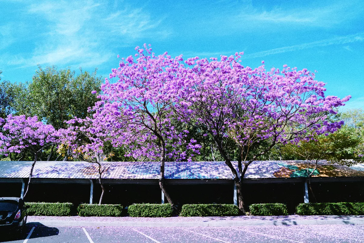 追花記