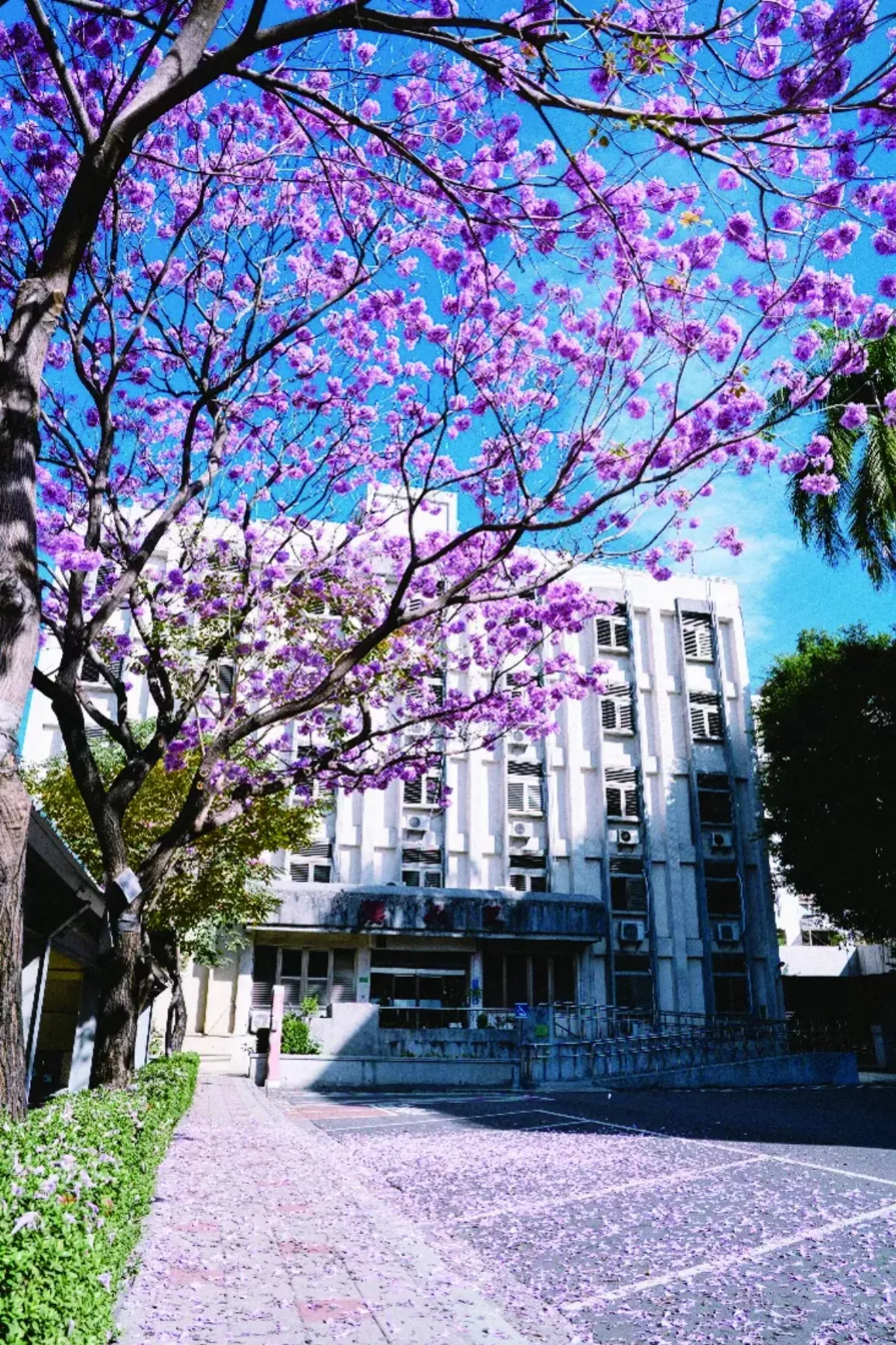 追花記