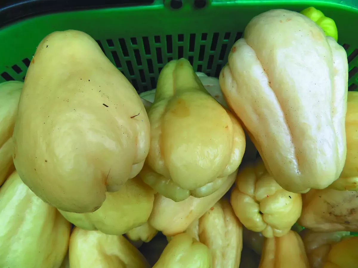 【草木堪為友】香櫞瓜與龍鬚菜