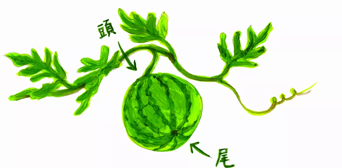辨頭尾