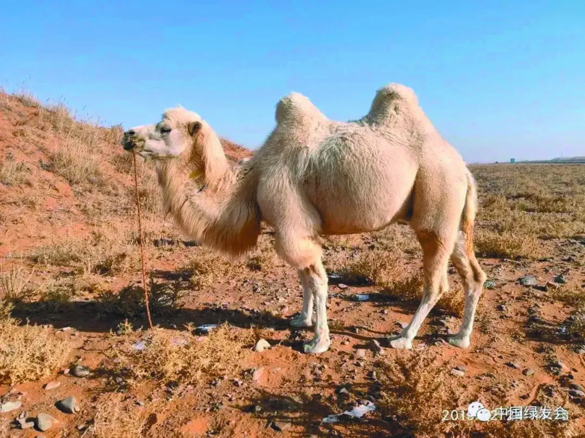 野生雙峰駝瀕危中