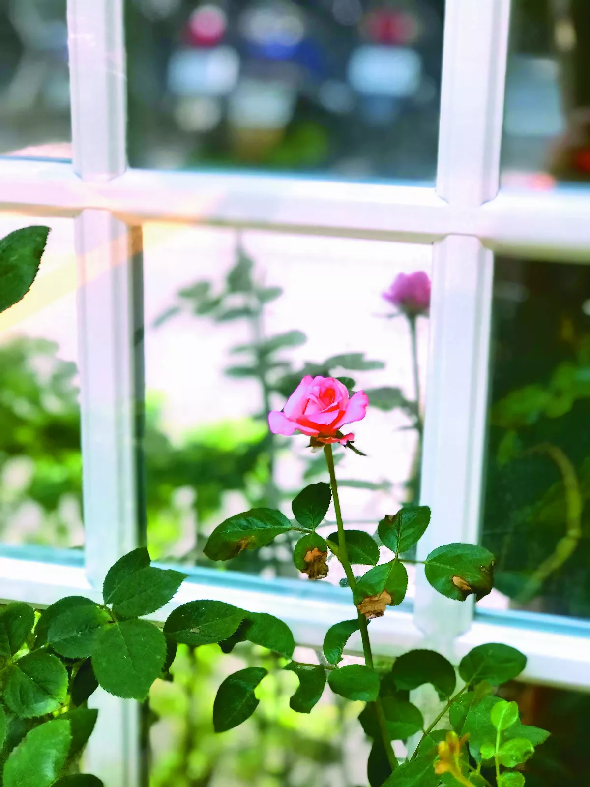 【臆想截圖】藝花邀蝶