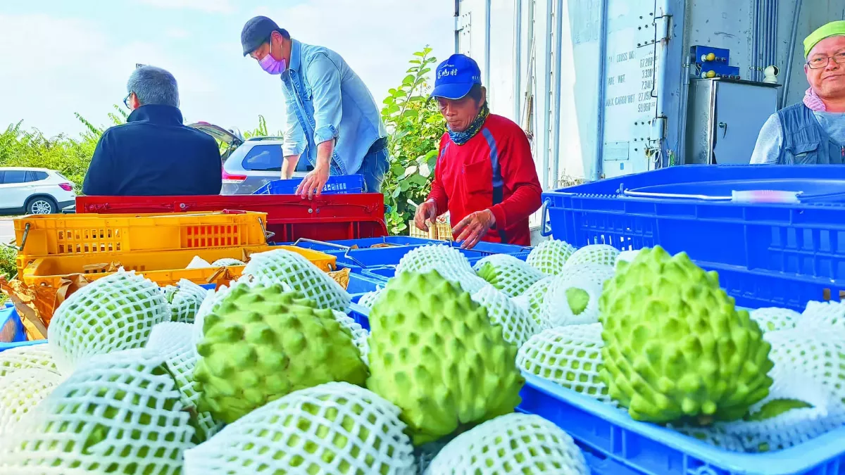 陸解禁 恢復台灣釋迦輸入