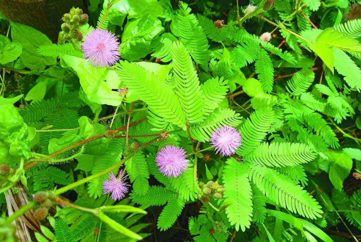 【十步芳草】含羞不覺羞    