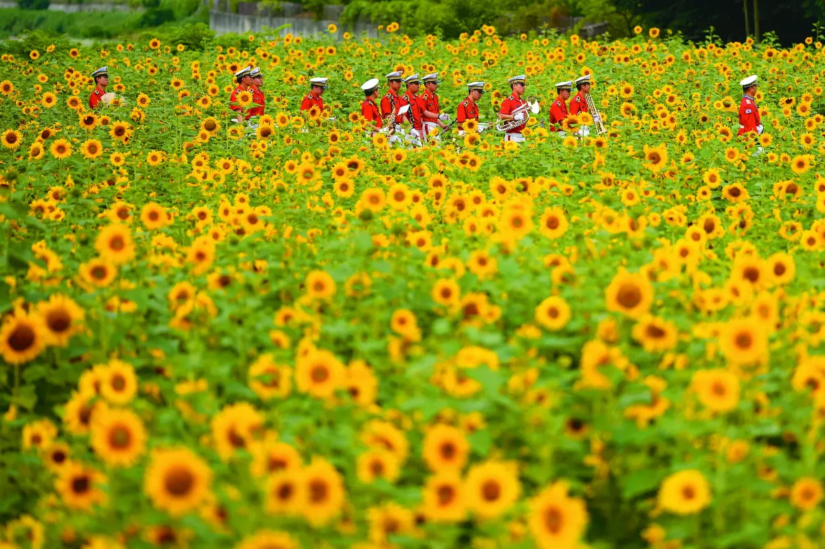 盛夏花田