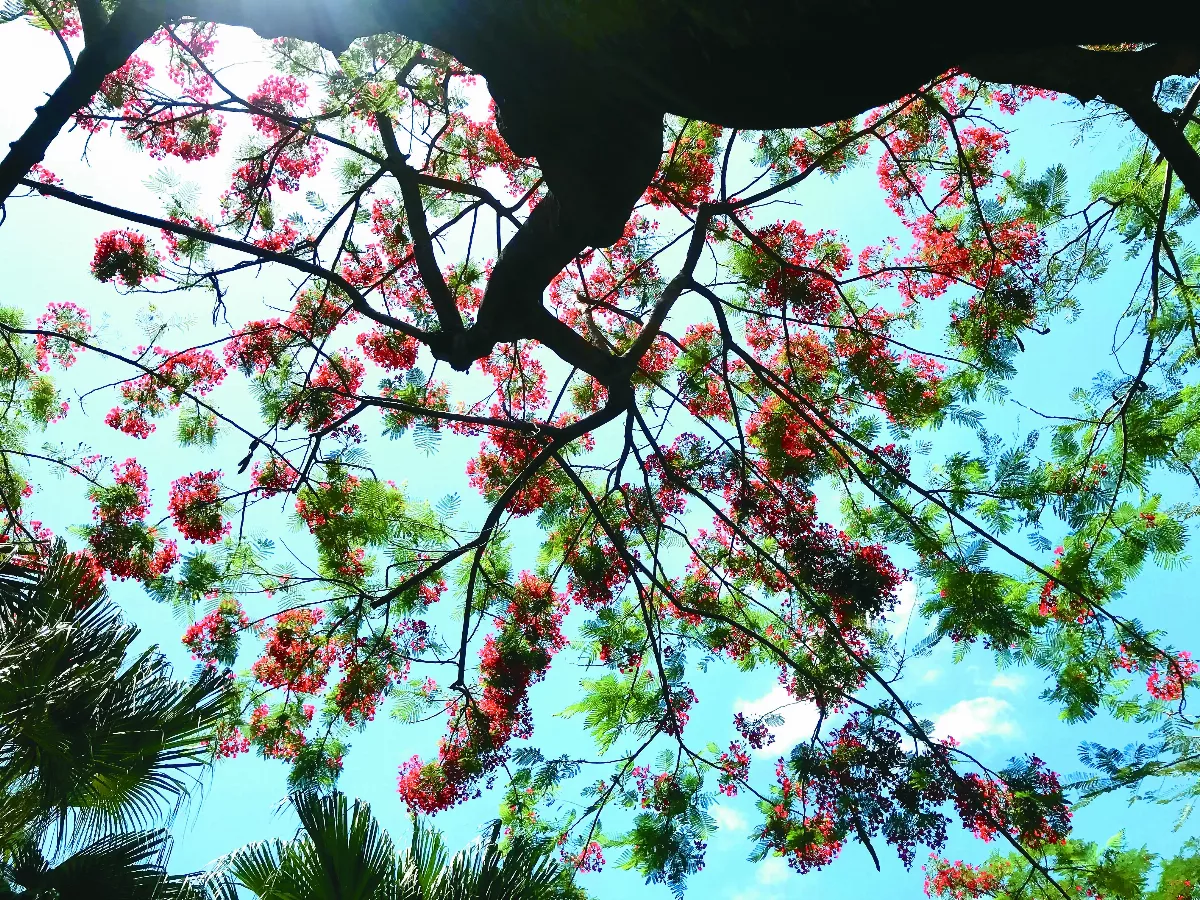 【畢業節時】又見鳳凰花開