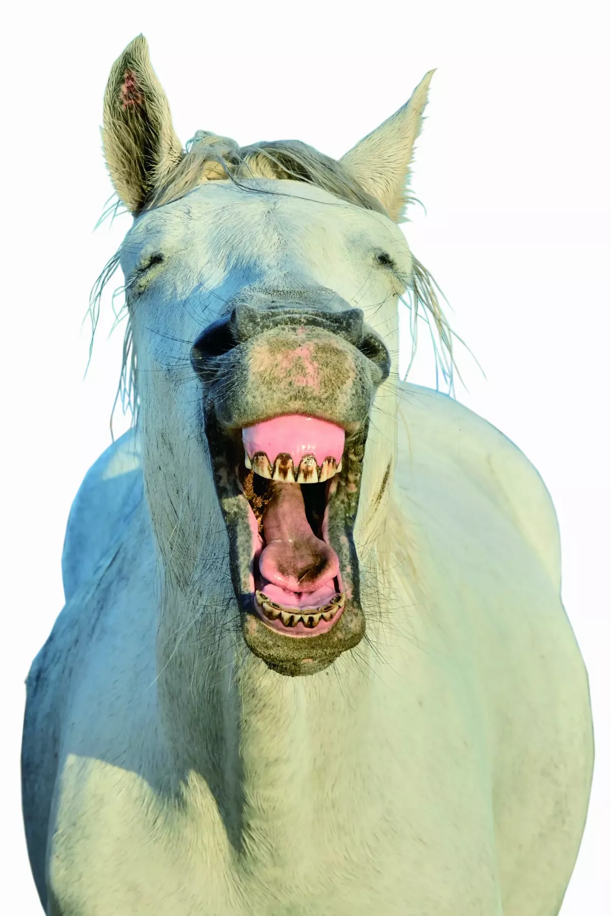 從牙齒看哺乳動物食性