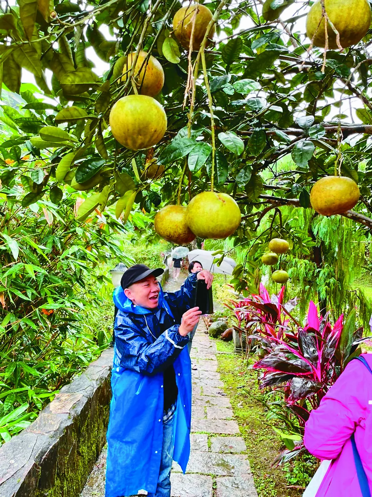 李嘉梅 以台灣青草療癒生活