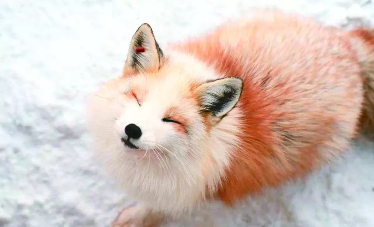 動物家族 各取所鬚   