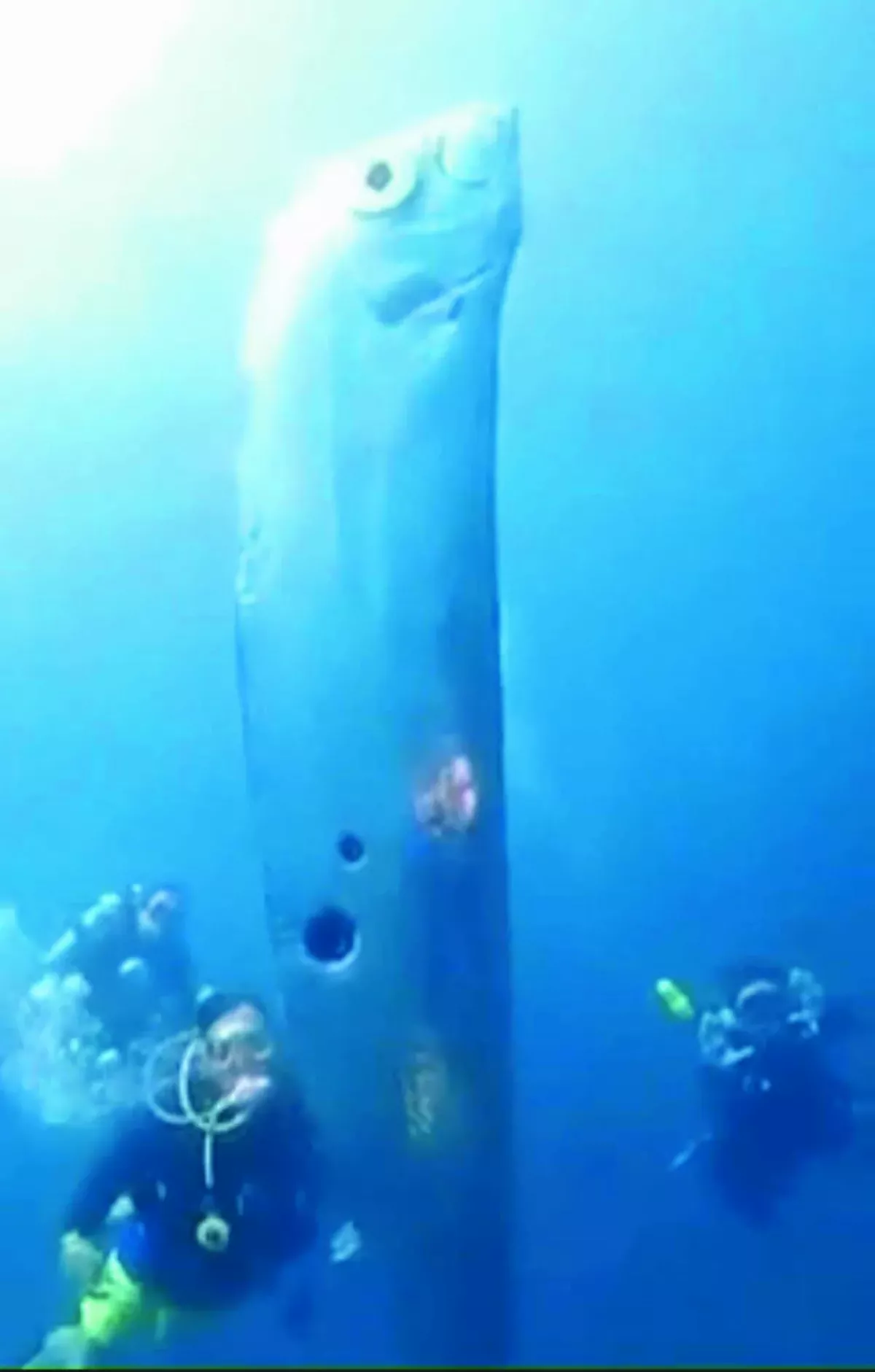 2公尺地震魚 海底大驚奇