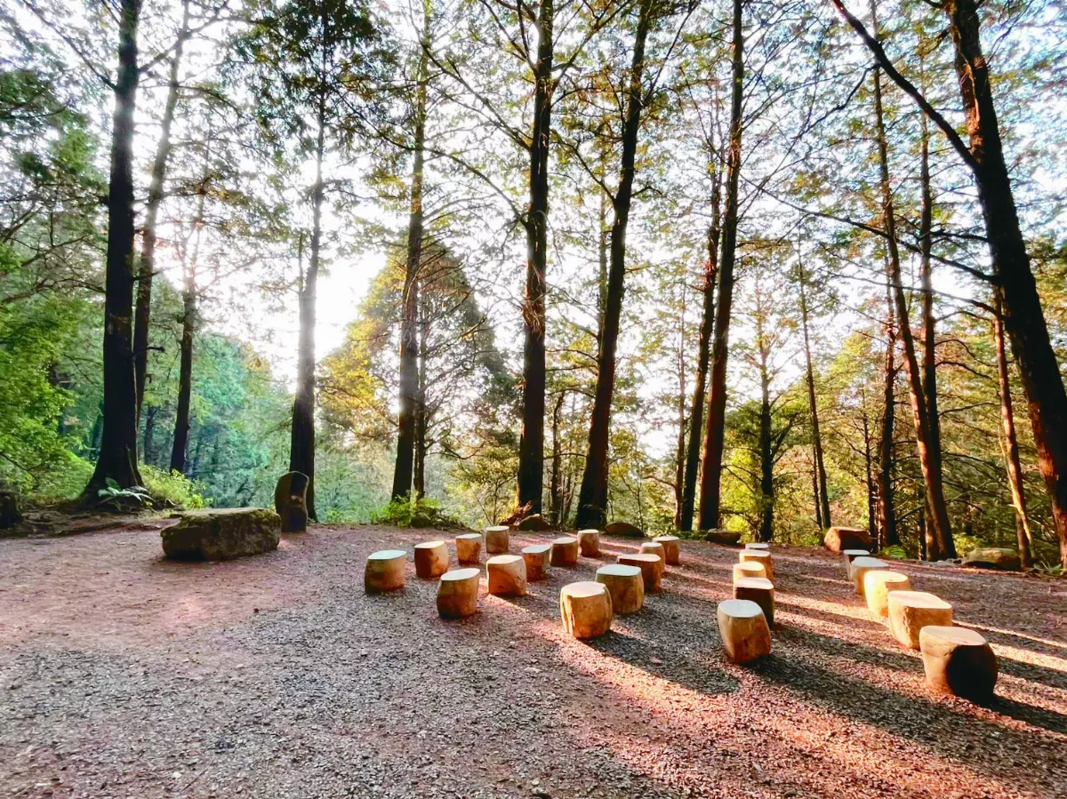 阿里山森林癒  開放報名