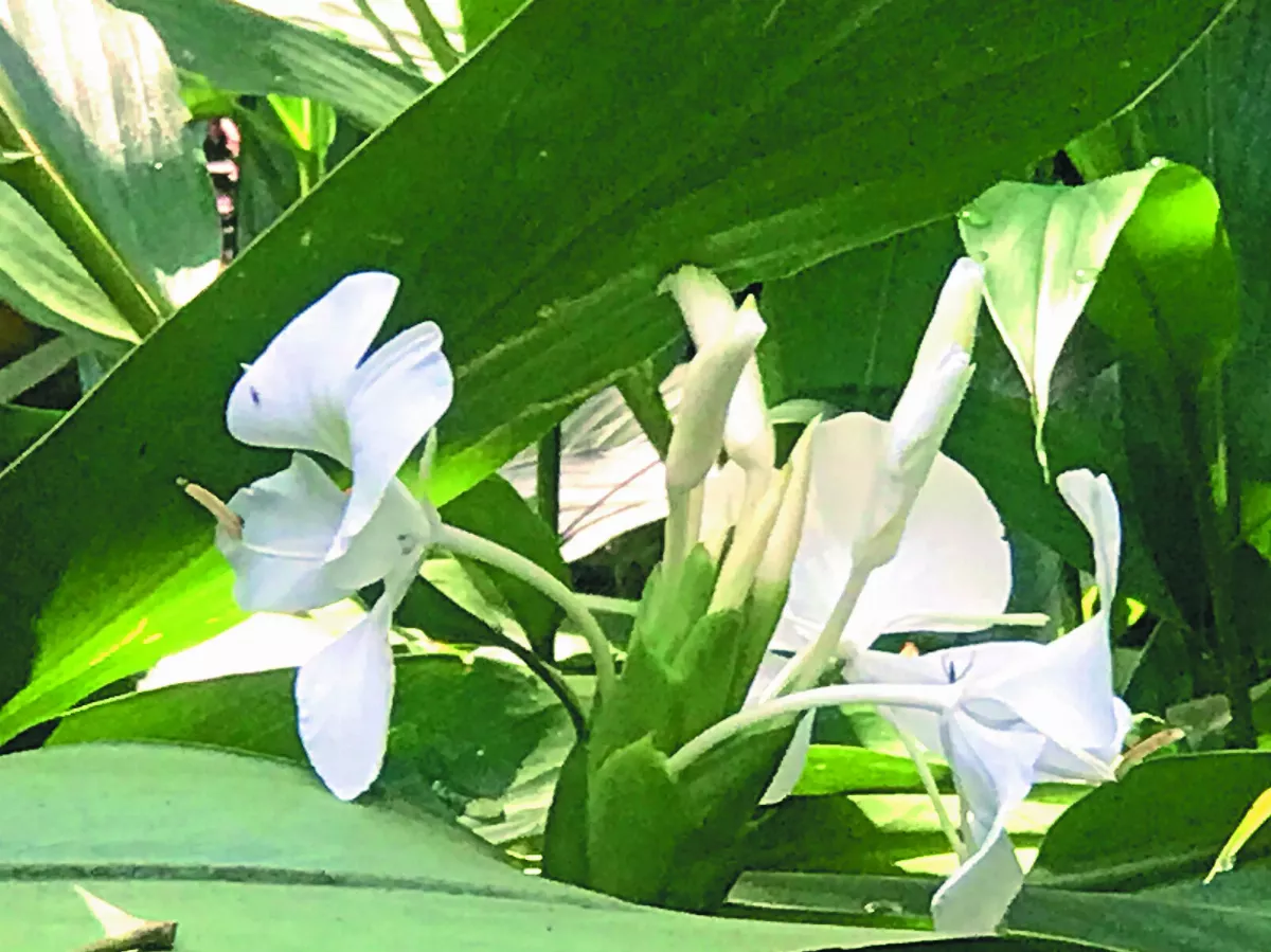 【生活快門】夏天的香味