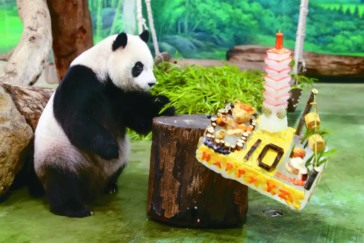 圓仔生日砸蛋糕