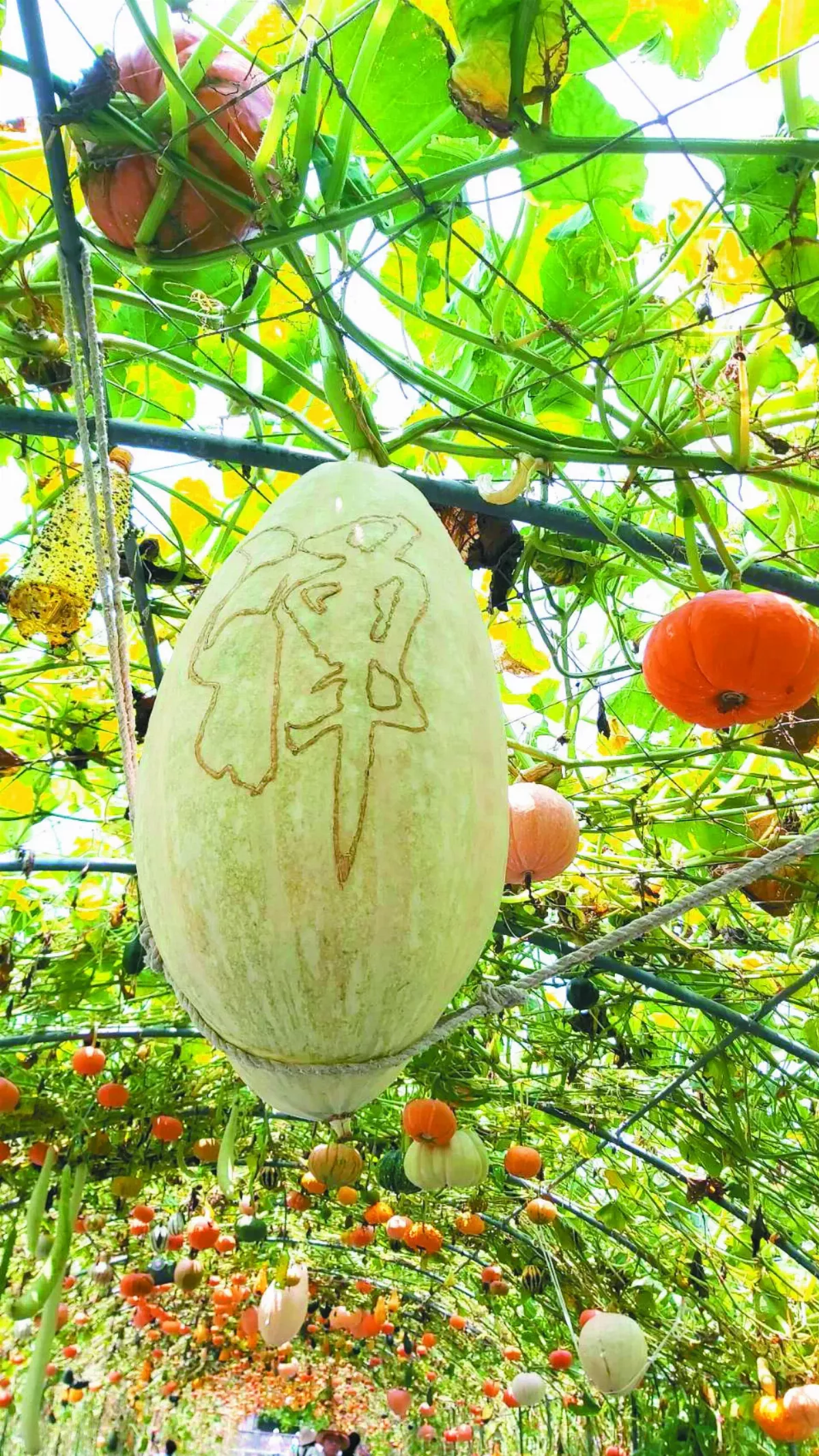 【印象旅人】好友相約看「南瓜秀」