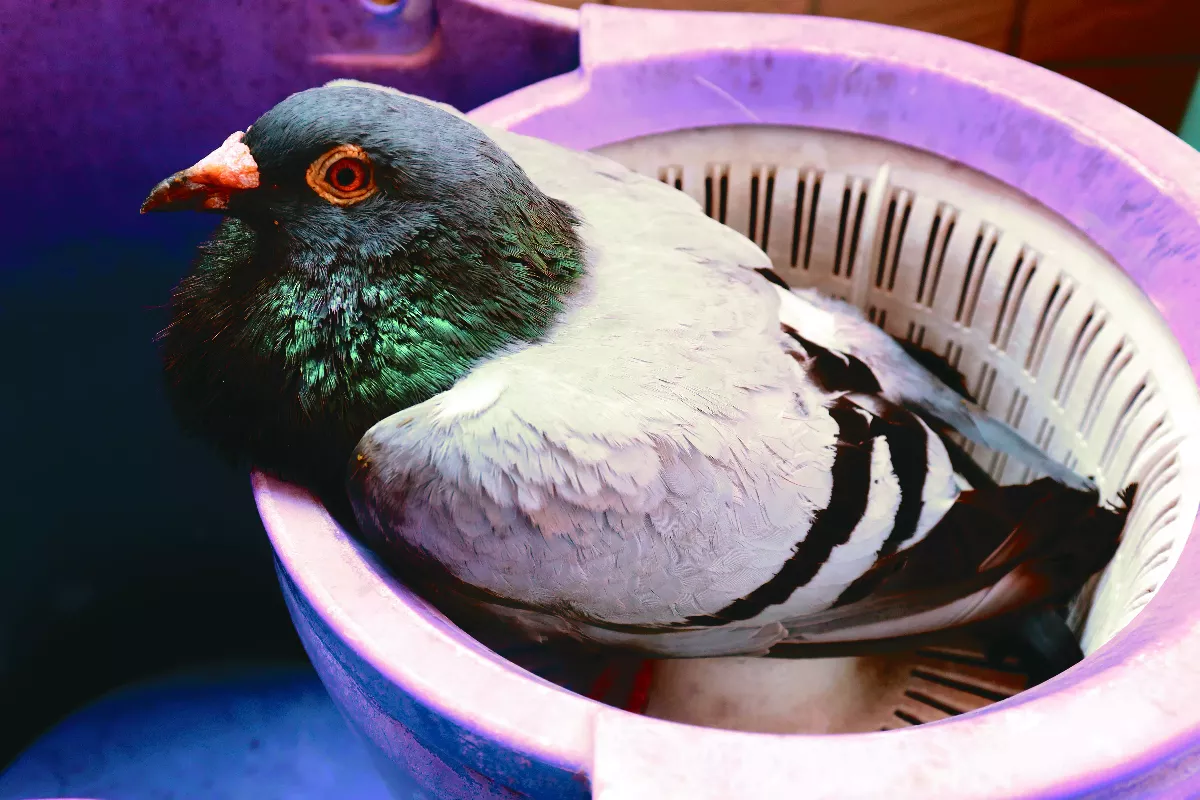 和鴿子的偶然相遇