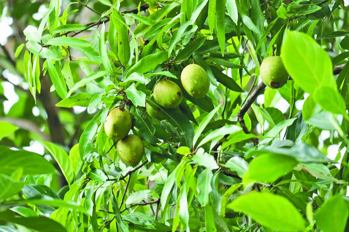 【美食記憶】 就是愛吃土芒果