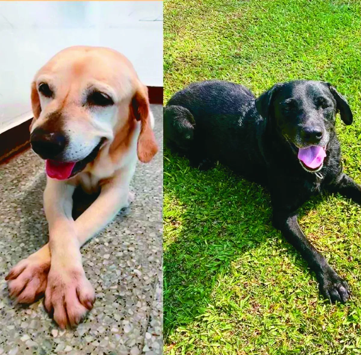 全台最高官階搜救犬榮退 將辦認養