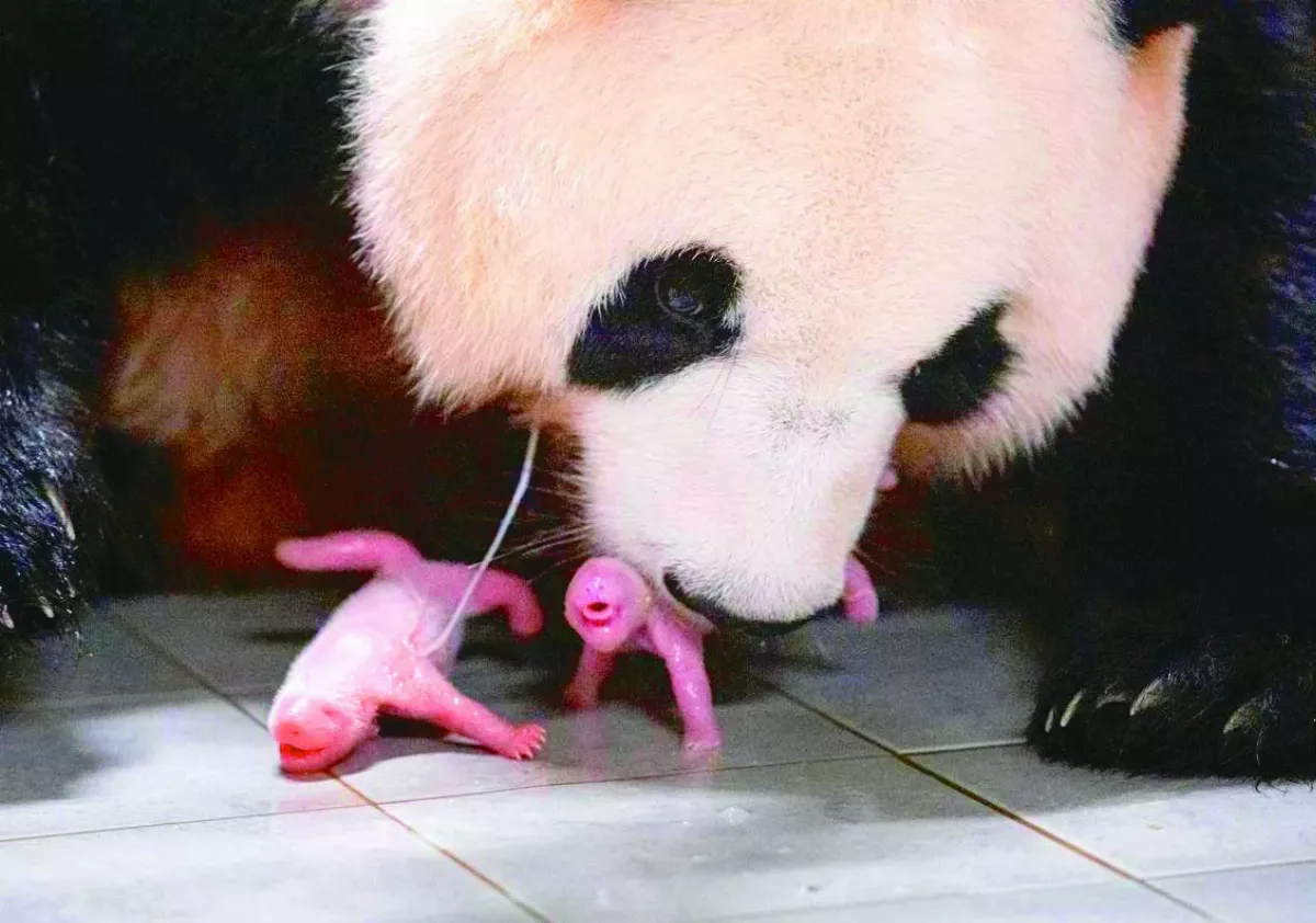 南韓貓熊雙生仔