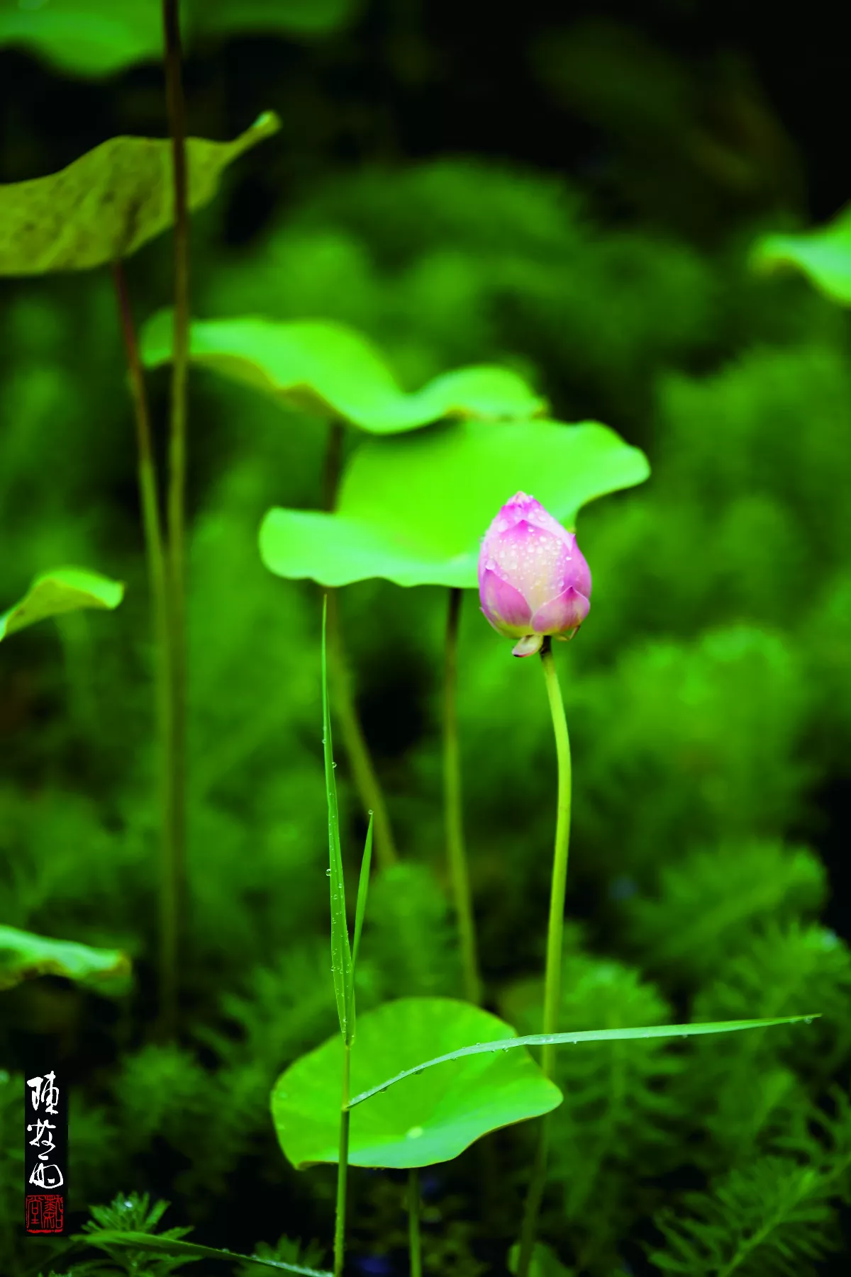 【草木有情】夏雨方歇